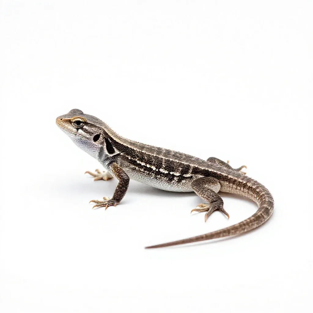 Eastern fence lizard isolated on a white background
