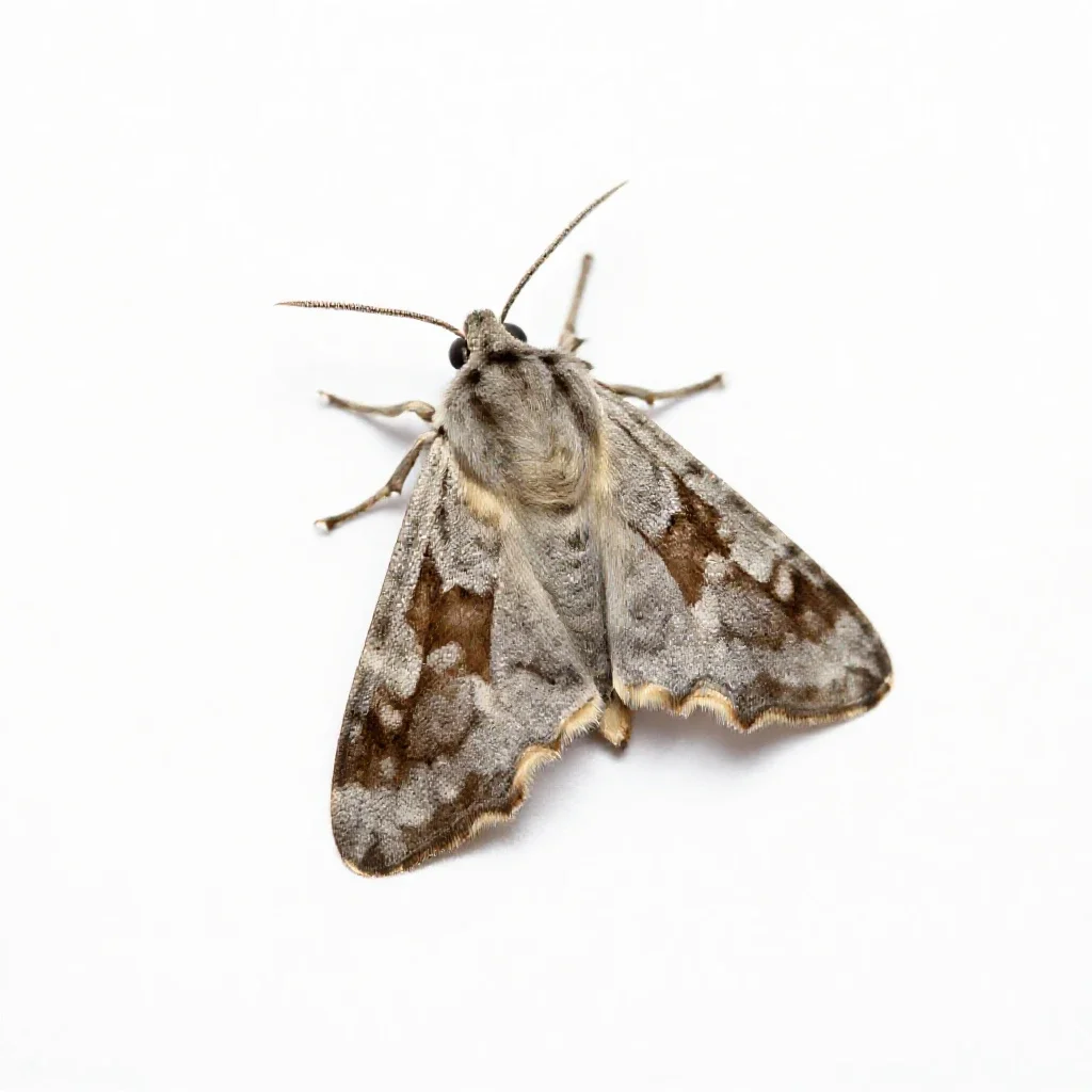 Browntail isolated on a white background