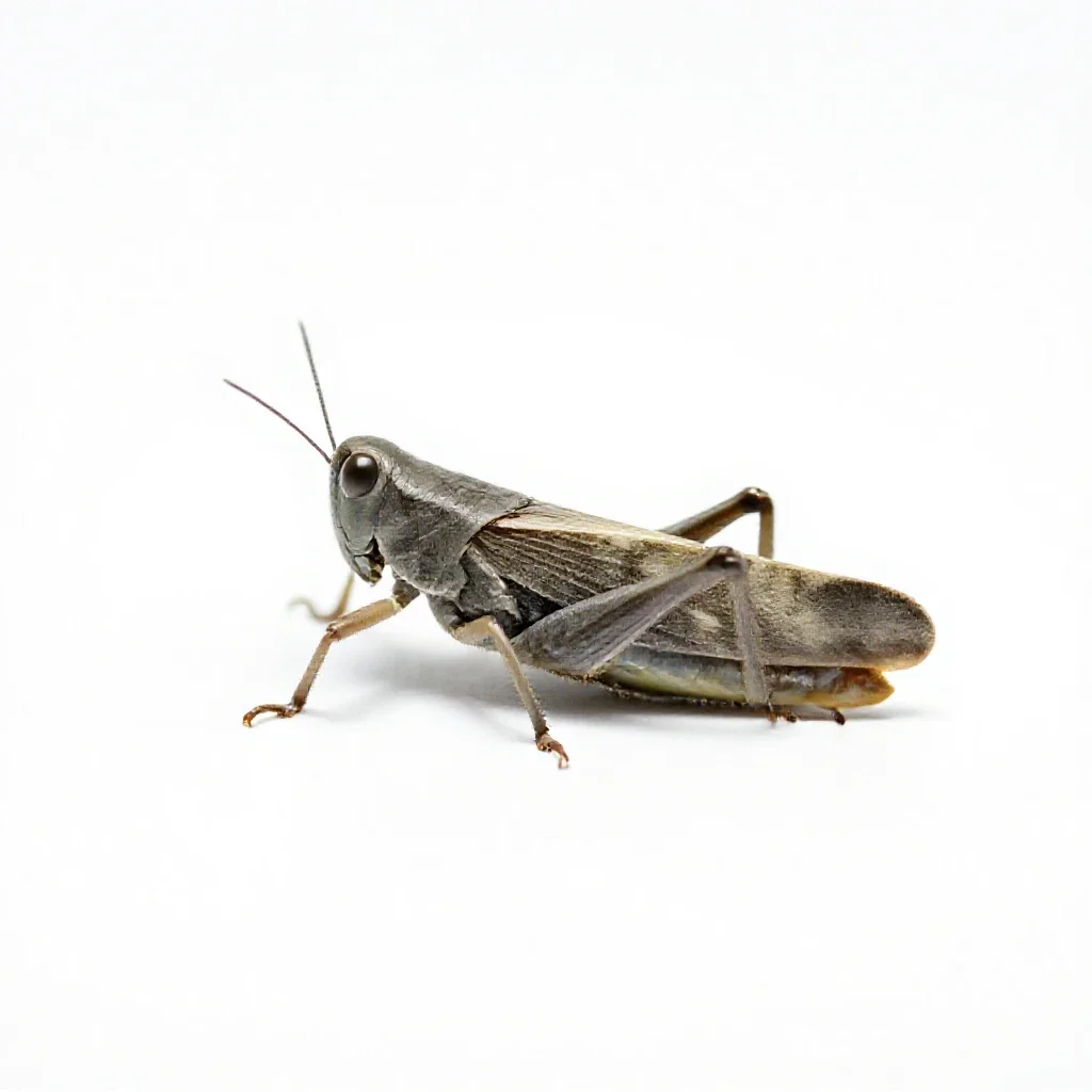 Leafhopper isolated on a white background