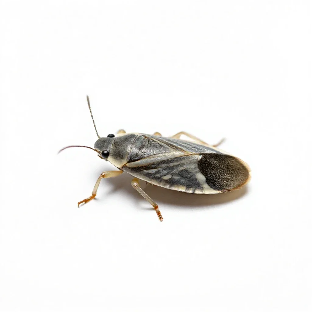 Meadow spittlebug isolated on a white background