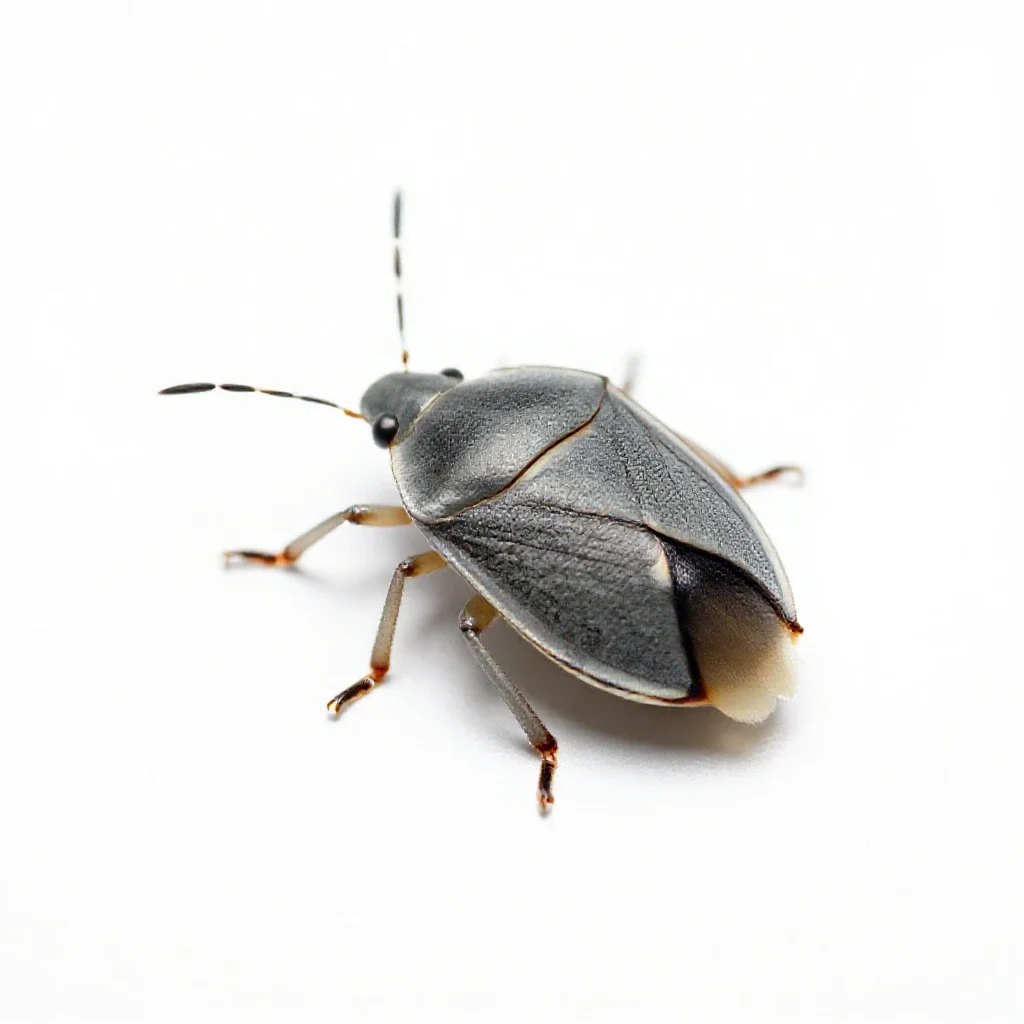 Mirid bug isolated on a white background