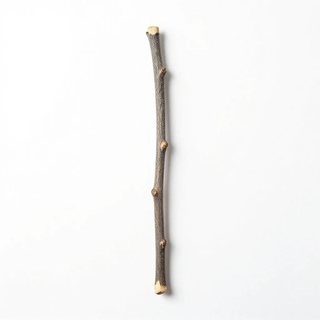 Walking stick isolated on a white background