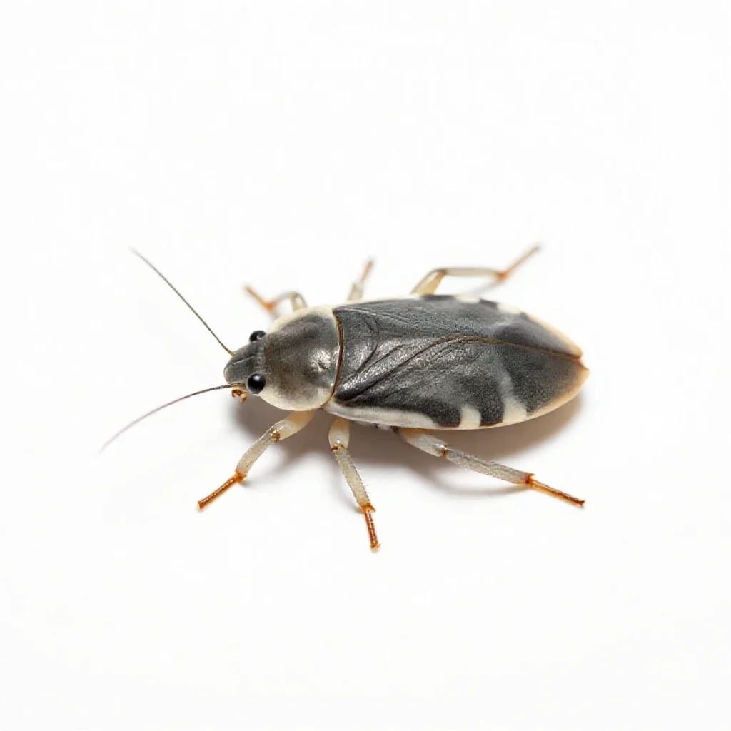 Water boatman isolated on a white background