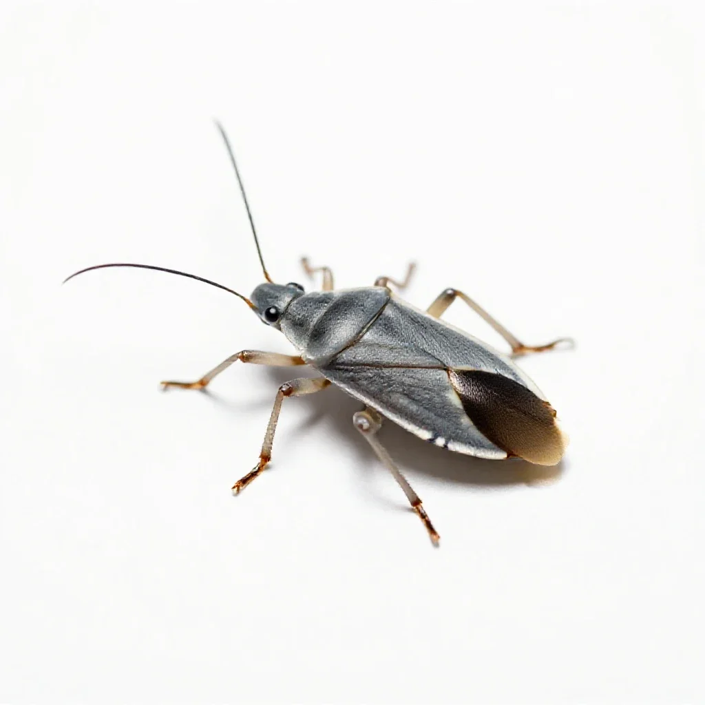 Assassin bug isolated on a white background