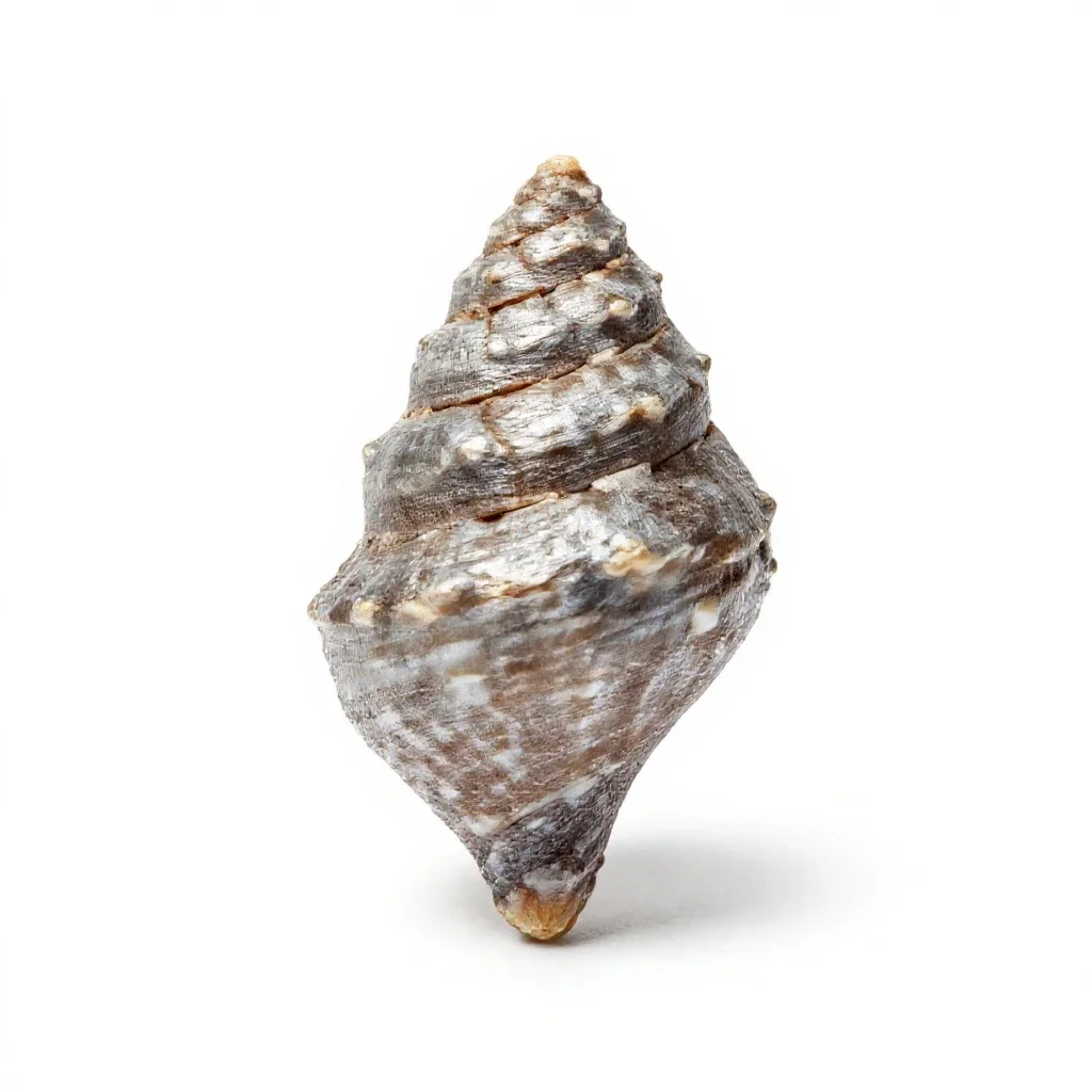 Phragmocone isolated on a white background