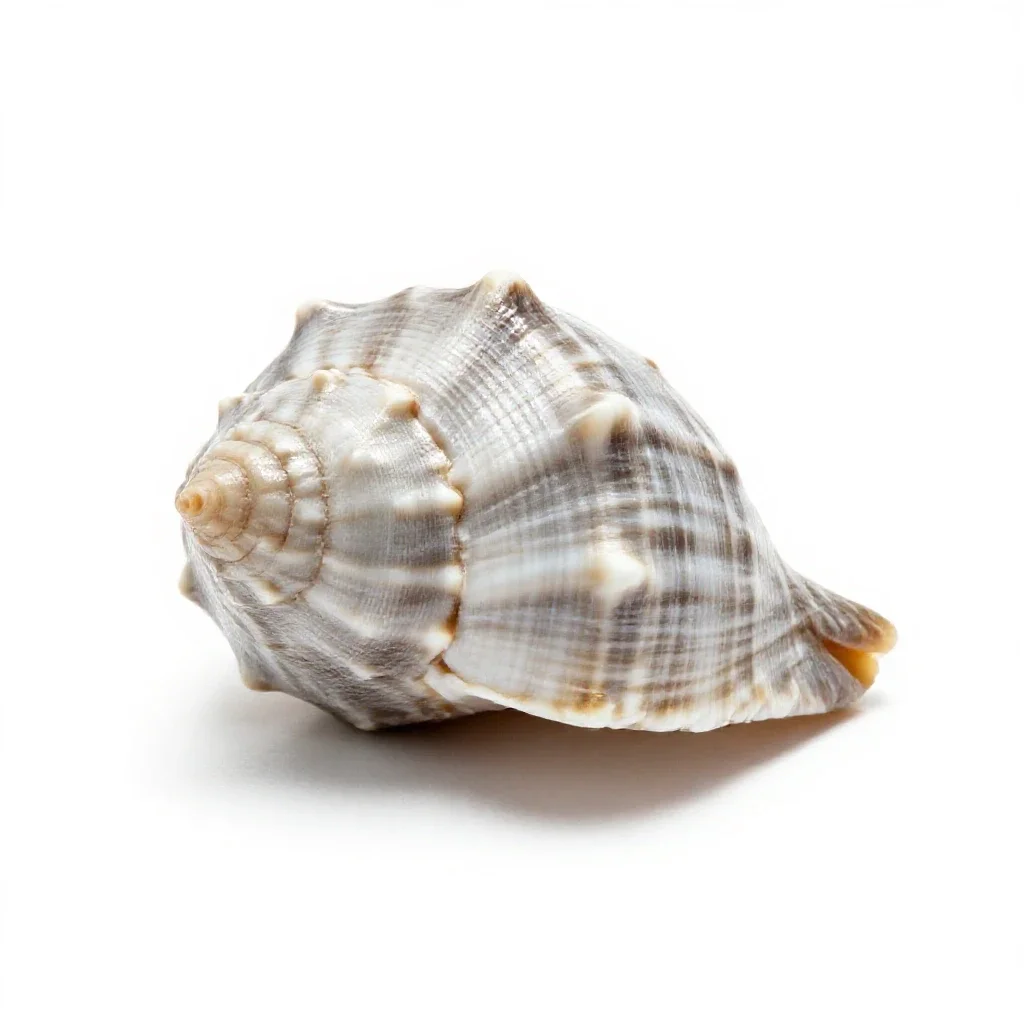 Seashell isolated on a white background