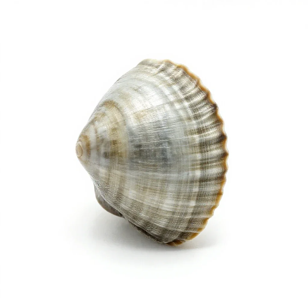Valve isolated on a white background