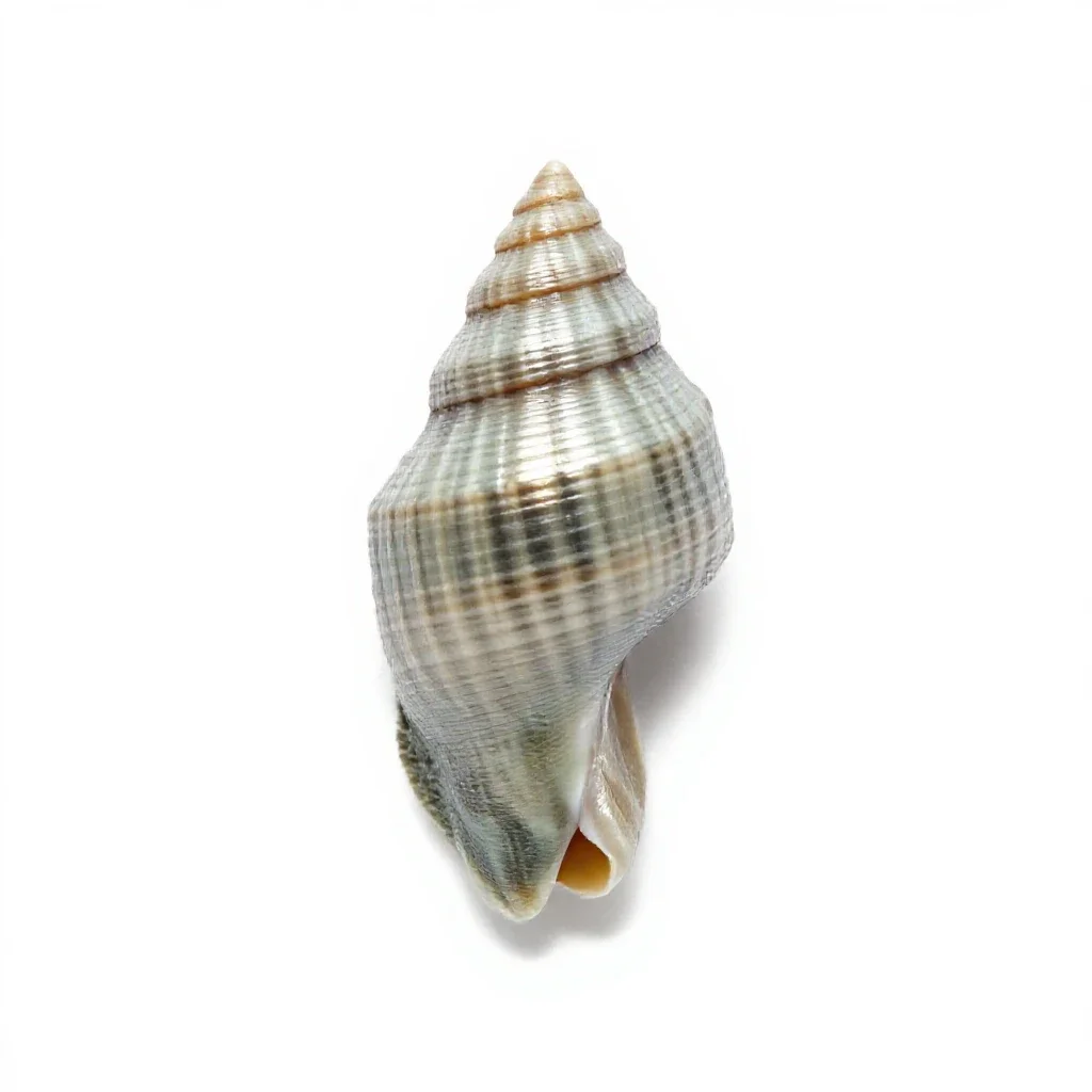 Whizbang isolated on a white background