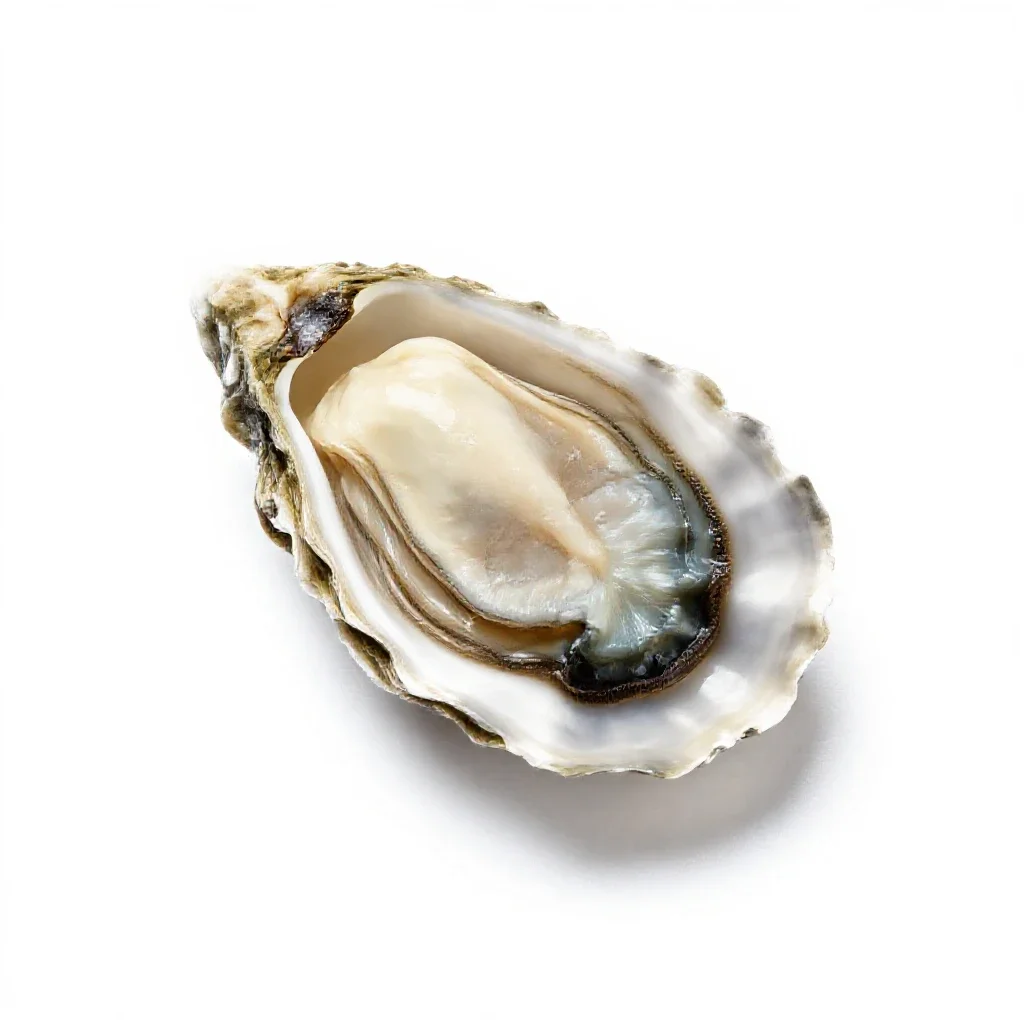 Oyster shell isolated on a white background