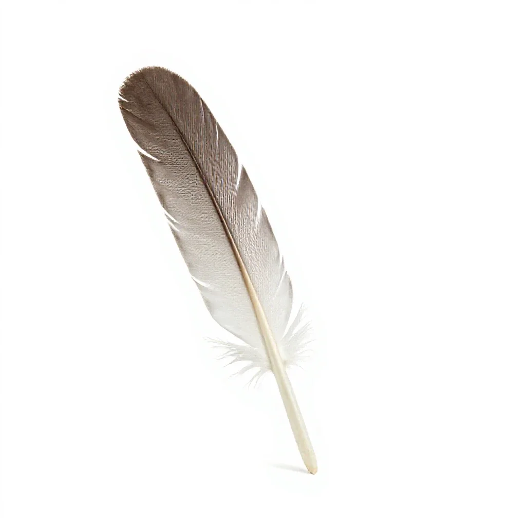 Quill isolated on a white background