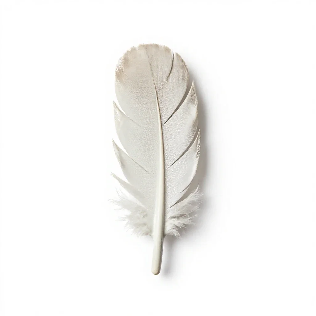Plume isolated on a white background