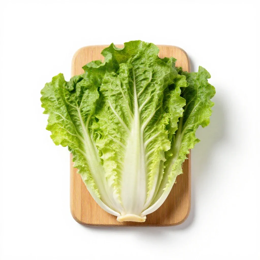 Chicory escarole isolated on a white background