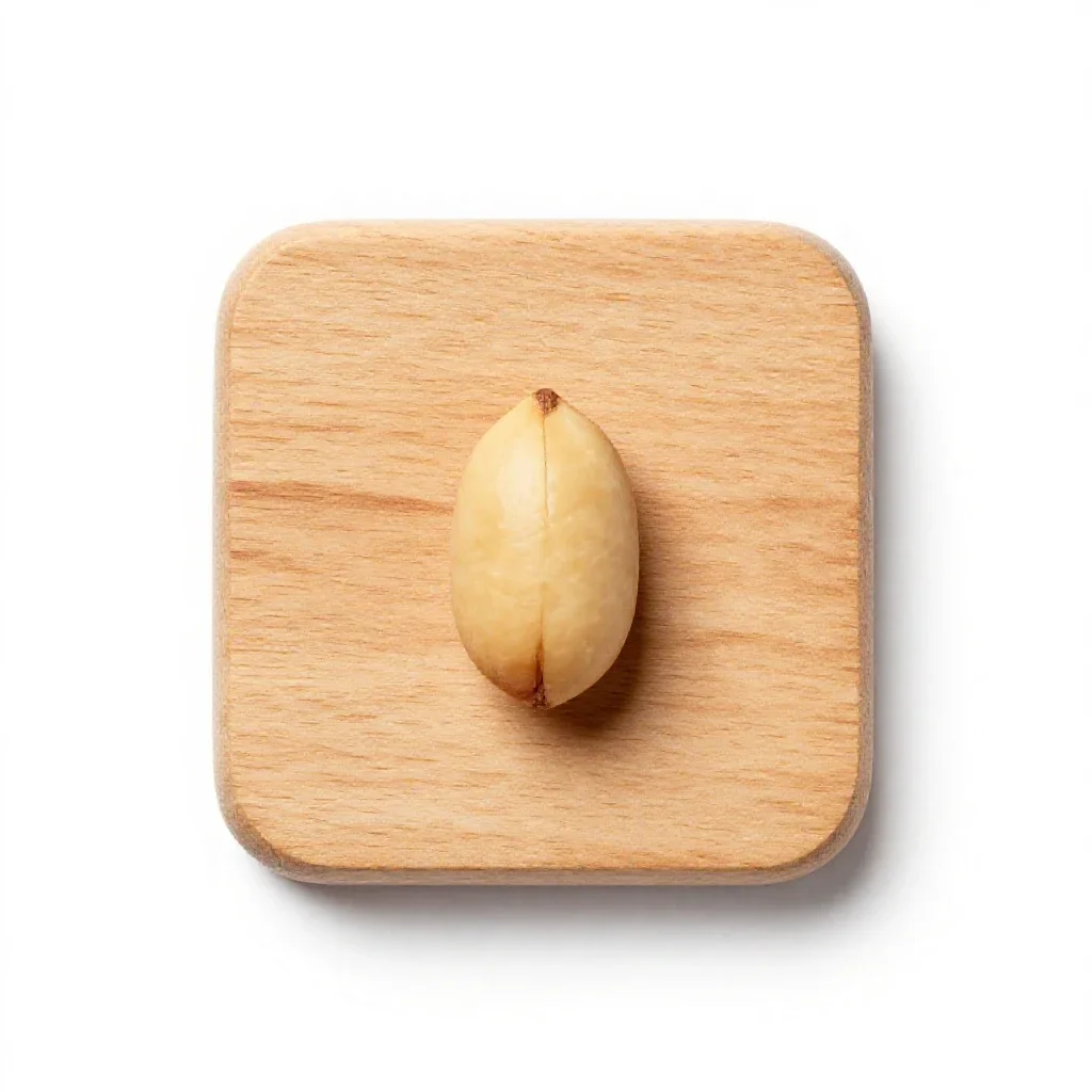 Nutlet isolated on a white background