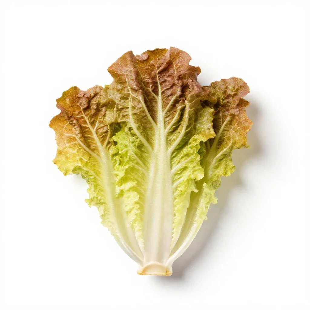Endive isolated on a white background