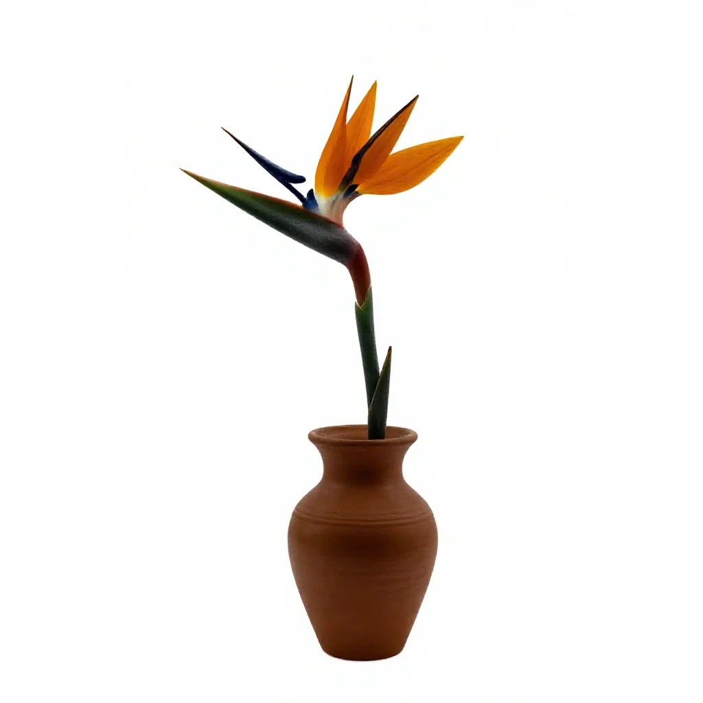 Bird of paradise flower isolated on a white background
