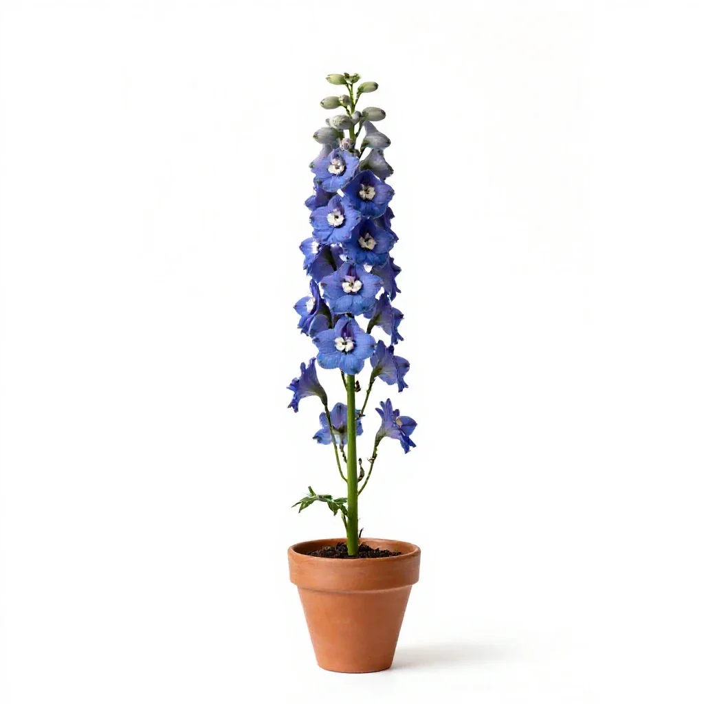 Delphinium stem isolated on a white background
