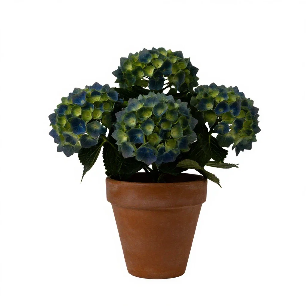 Hydrangea head isolated on a white background