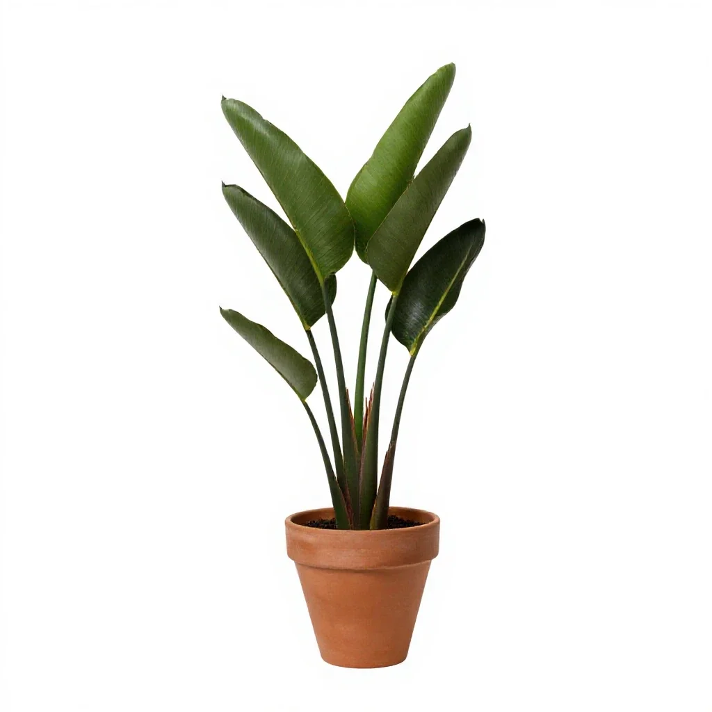 Bird of paradise plant isolated on a white background