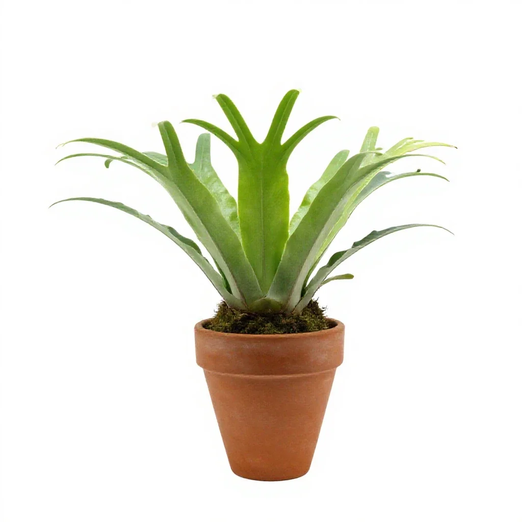 Staghorn fern mounted isolated on a white background