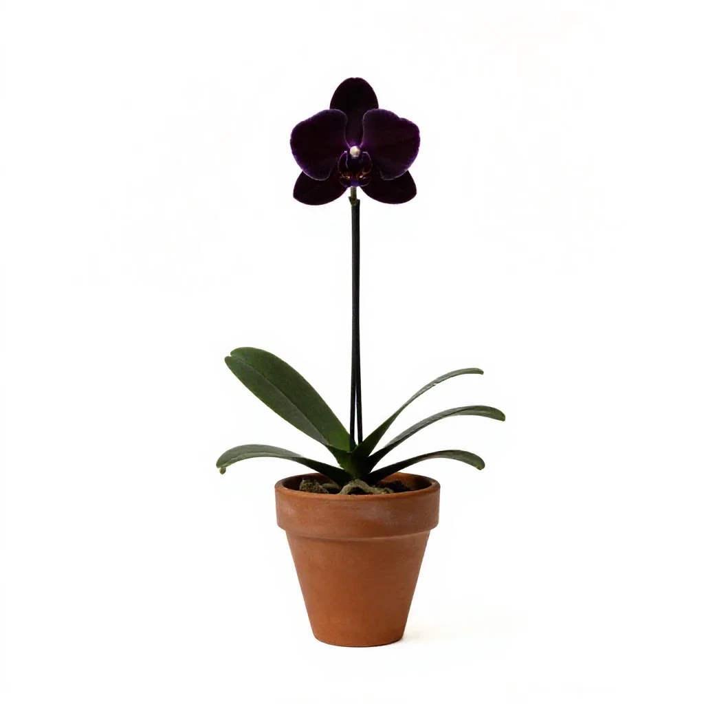 Orchid spray isolated on a white background
