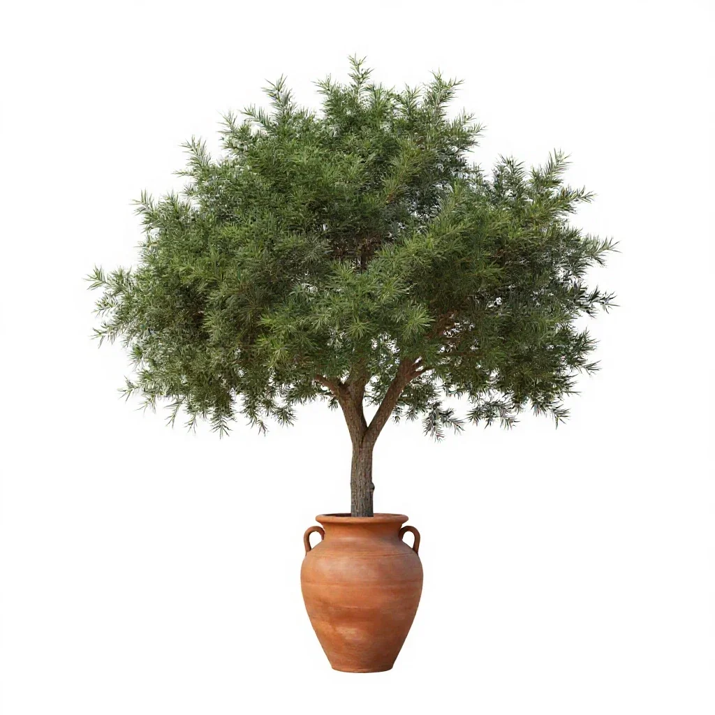 Cedar of Lebanon isolated on a white background
