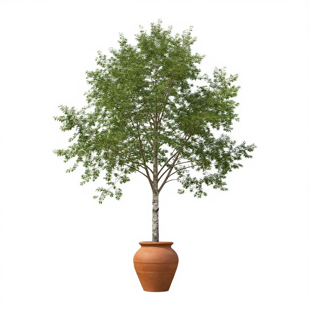 Paperbark tree isolated on a white background