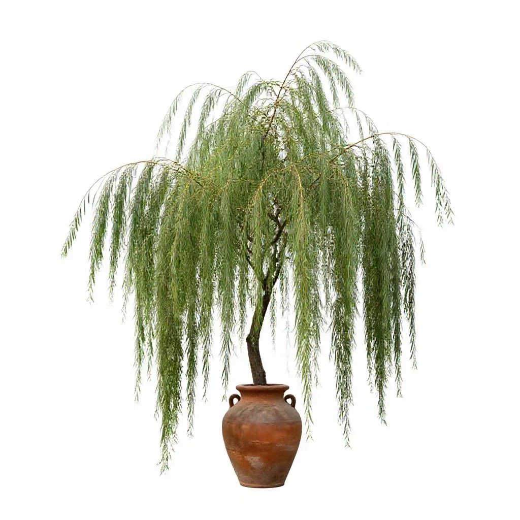 Weeping willow isolated on a white background