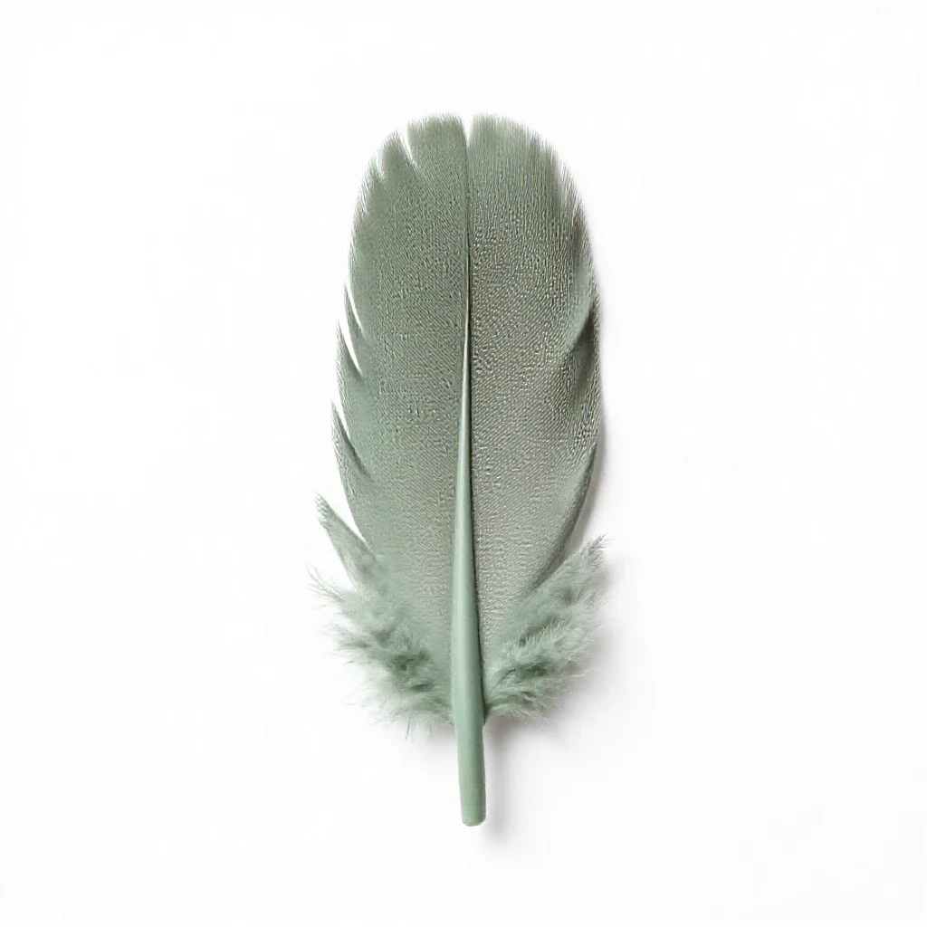 Contour feather isolated on a white background