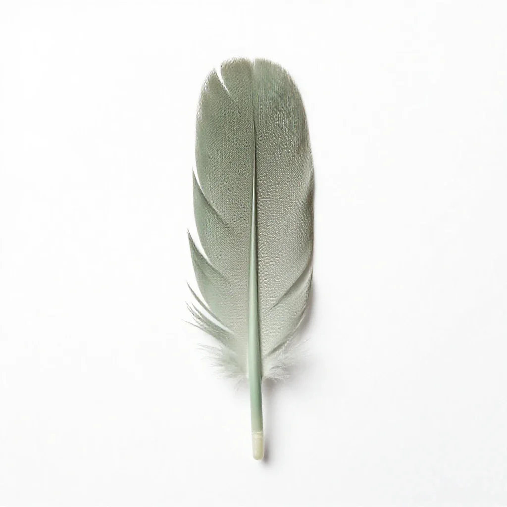 Flight feather isolated on a white background