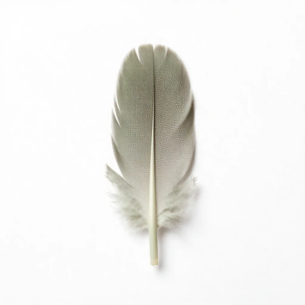 Plumule isolated on a white background