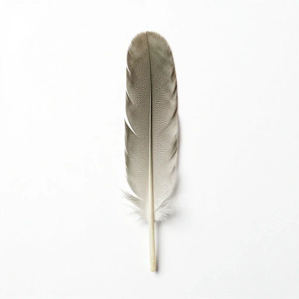 Sickle feather isolated on a white background
