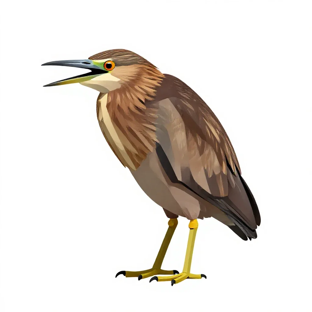 Bittern isolated on a white background