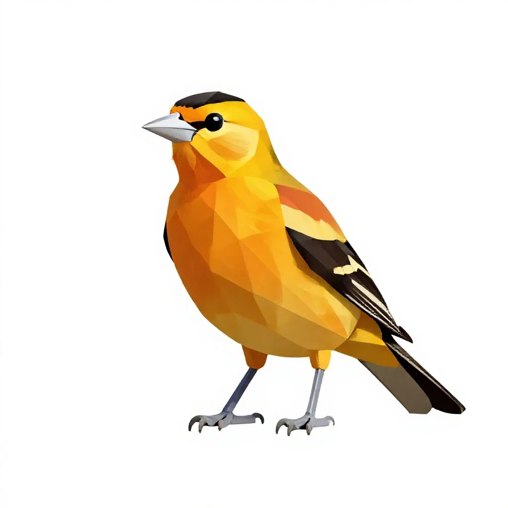 Northern oriole isolated on a white background