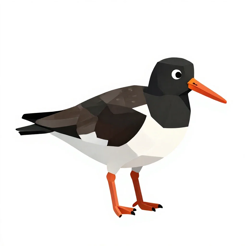 Oystercatcher isolated on a white background