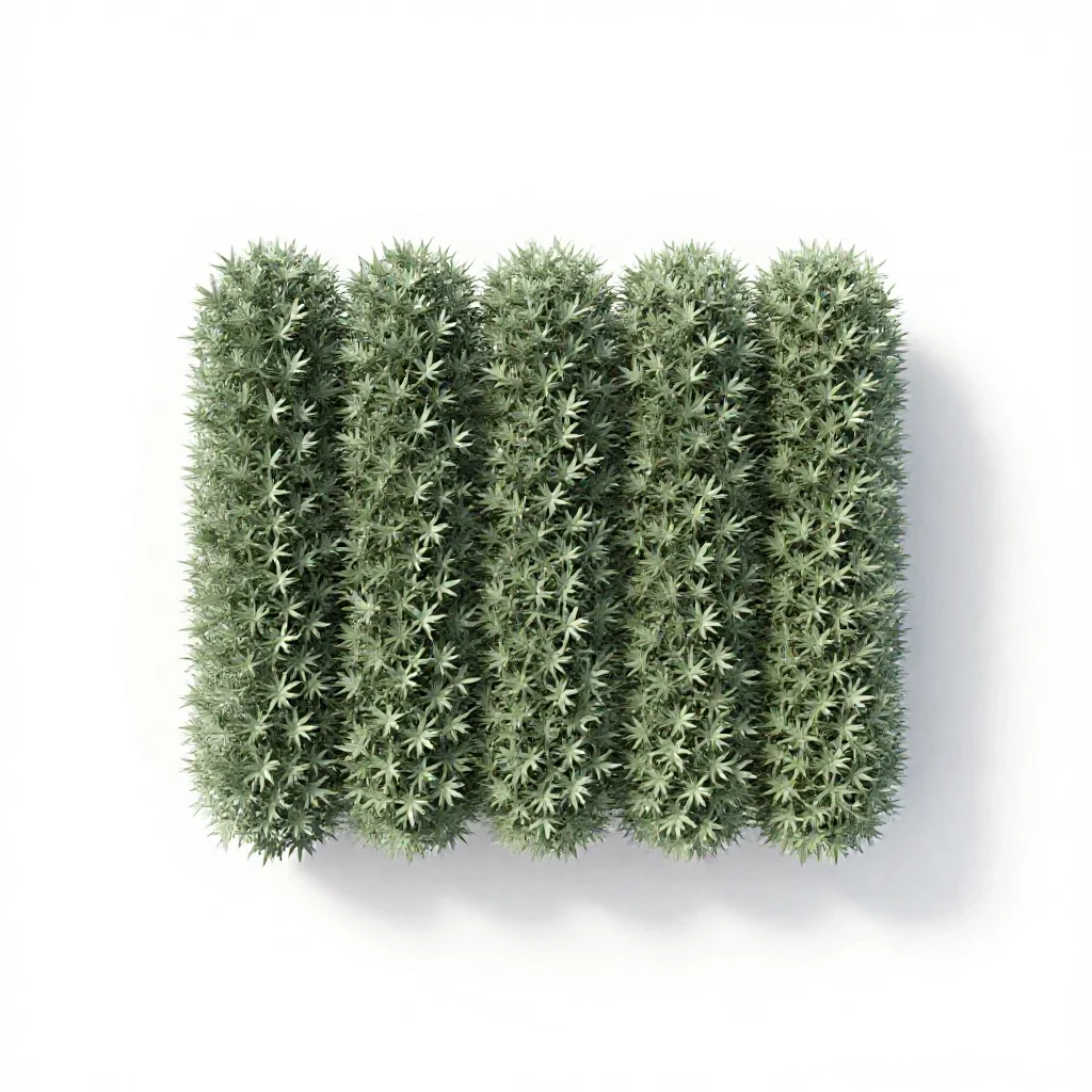 Hedge isolated on a white background