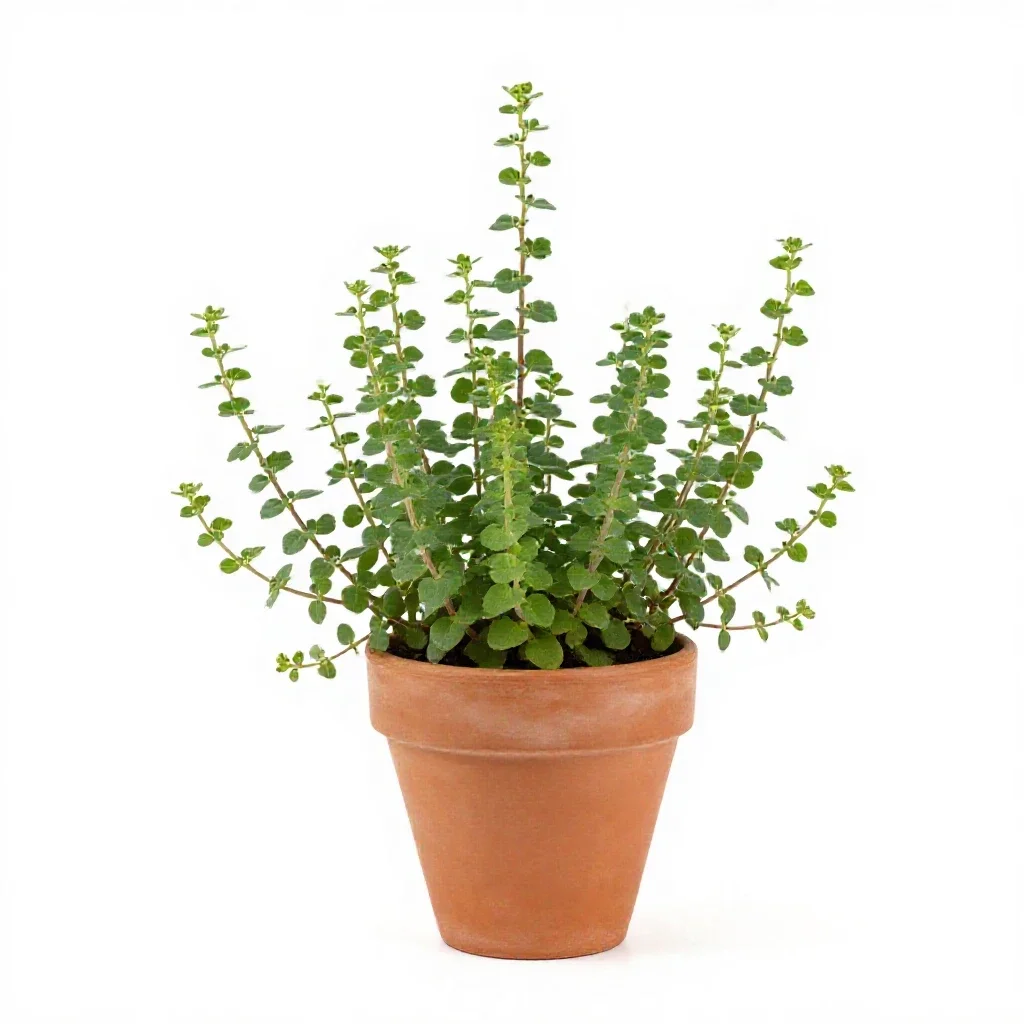 Barrenwort isolated on a white background