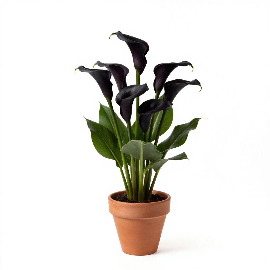 Black calla isolated on a white background