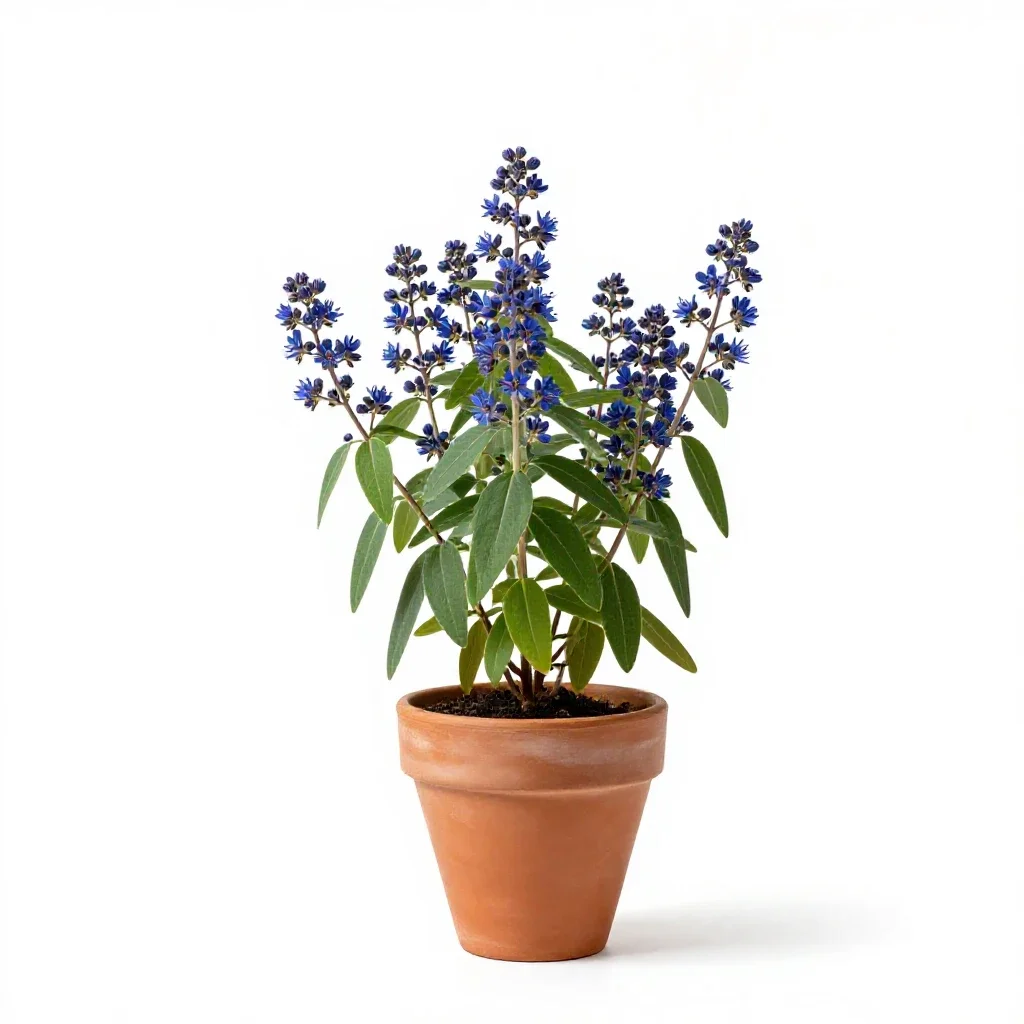 Blue cohosh isolated on a white background