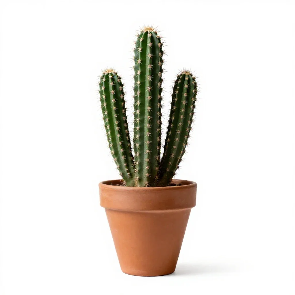 Cactus isolated on a white background