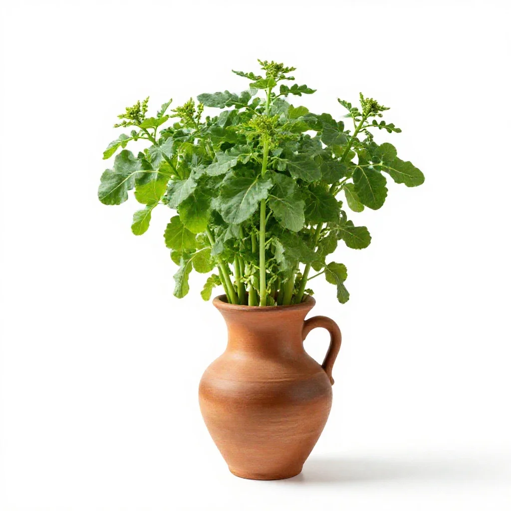 Chinese mustard isolated on a white background