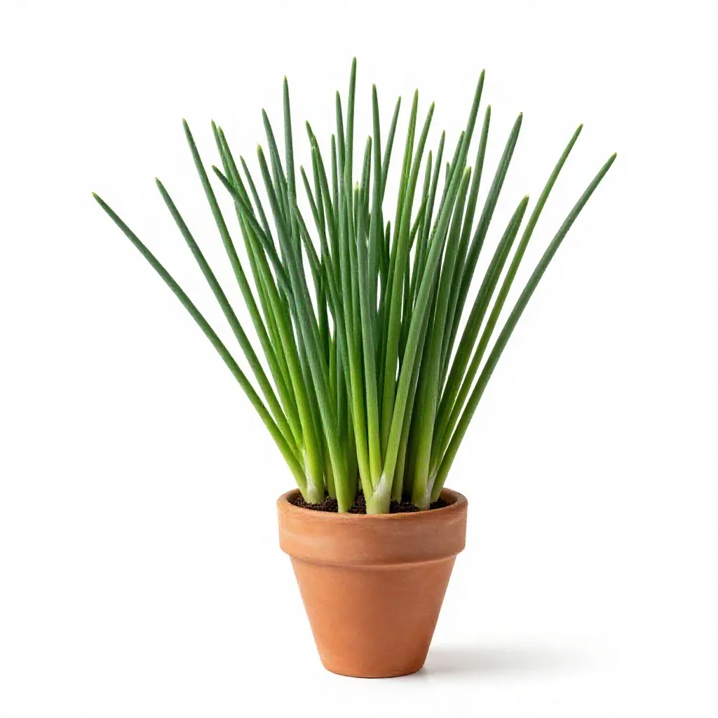 Chives isolated on a white background