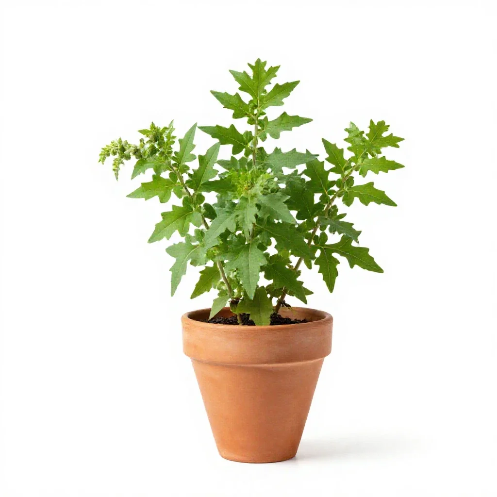 Comfrey isolated on a white background