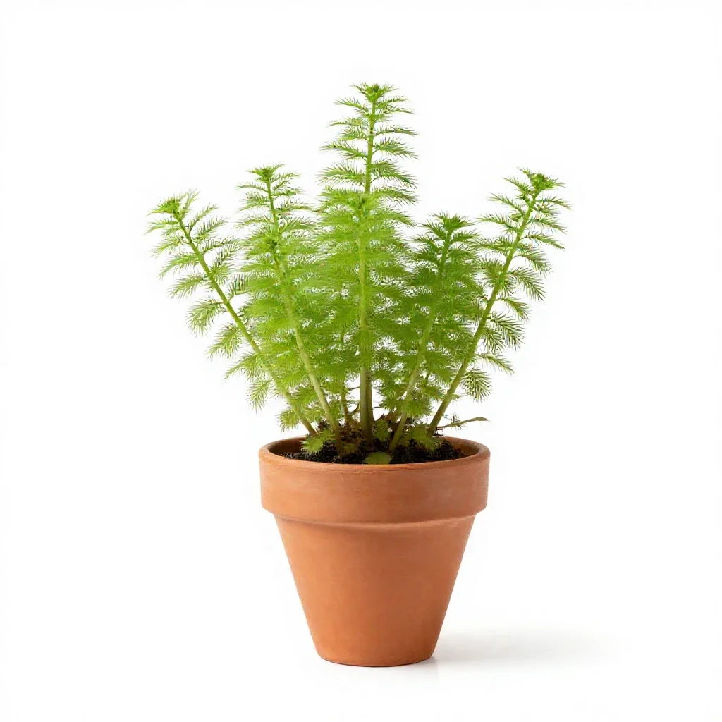 Common wolffia isolated on a white background
