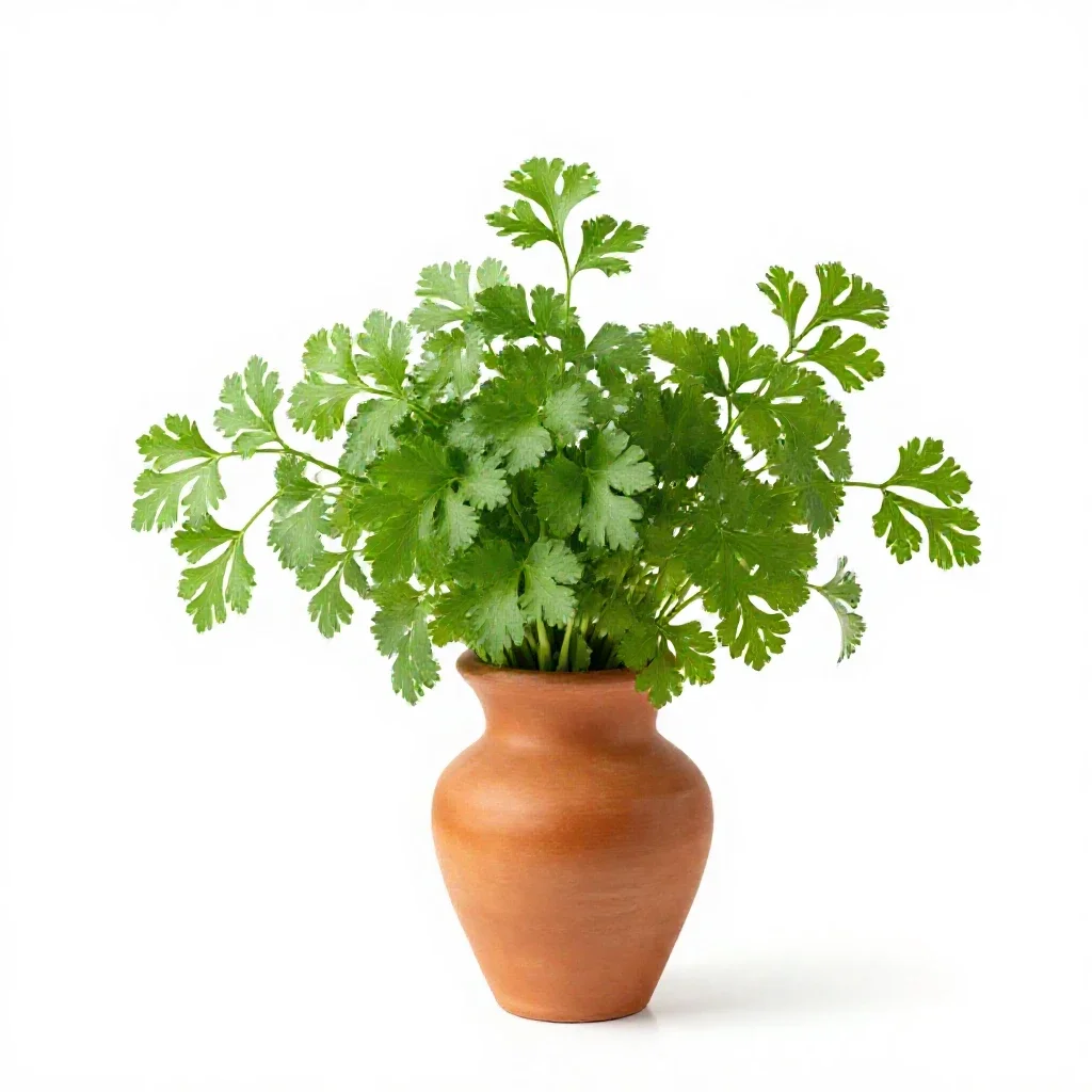 Coriander isolated on a white background