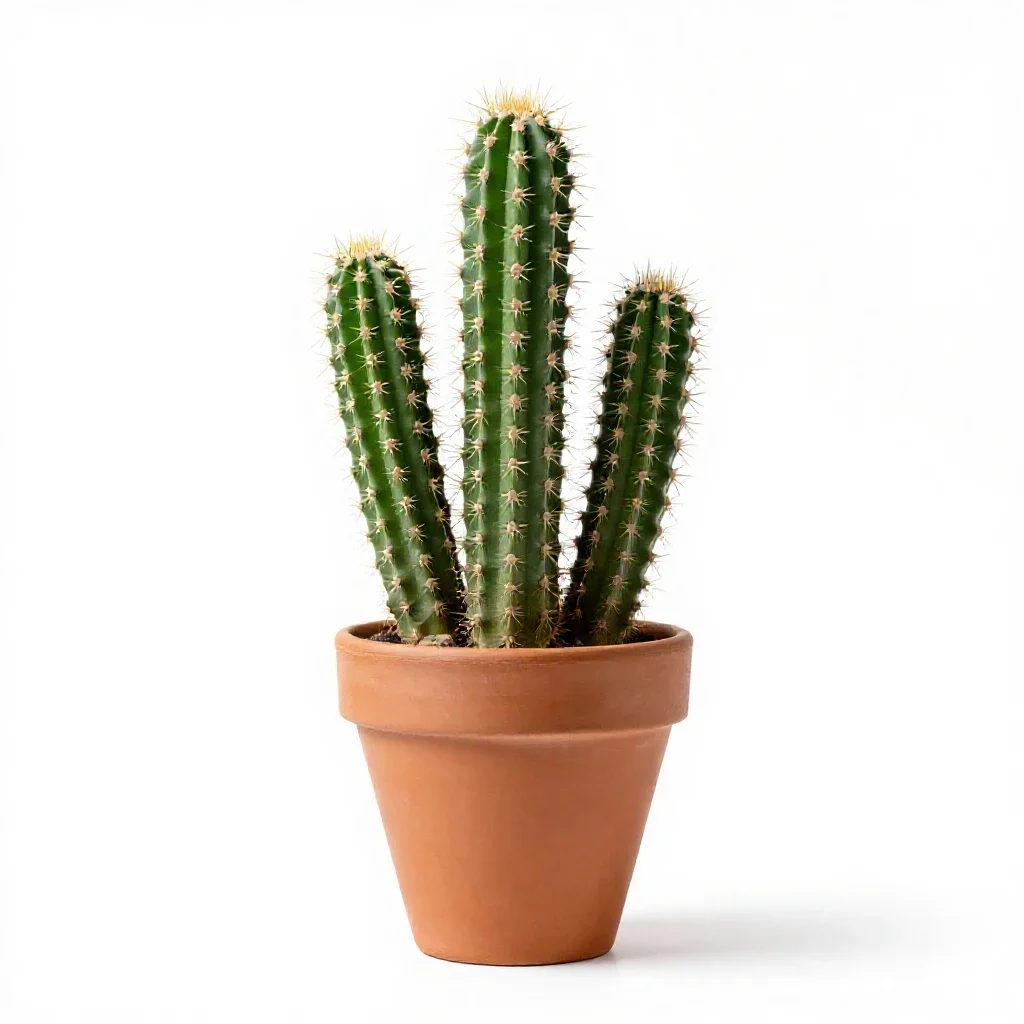 Coryphantha isolated on a white background
