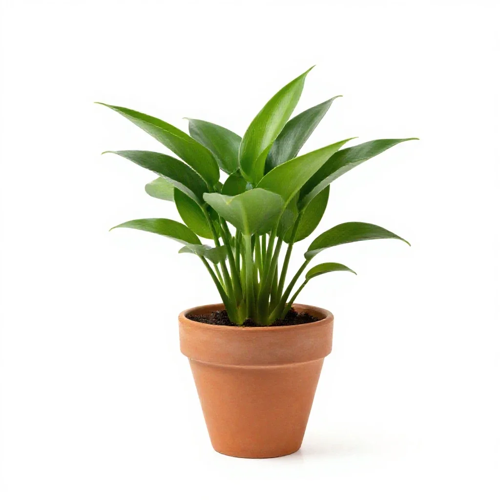 Cryptocoryne isolated on a white background