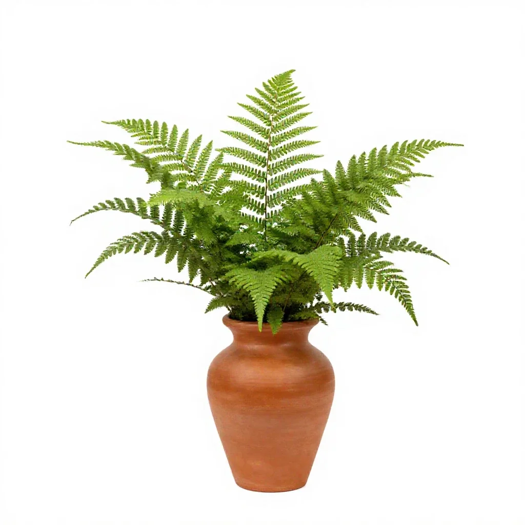 Fern isolated on a white background