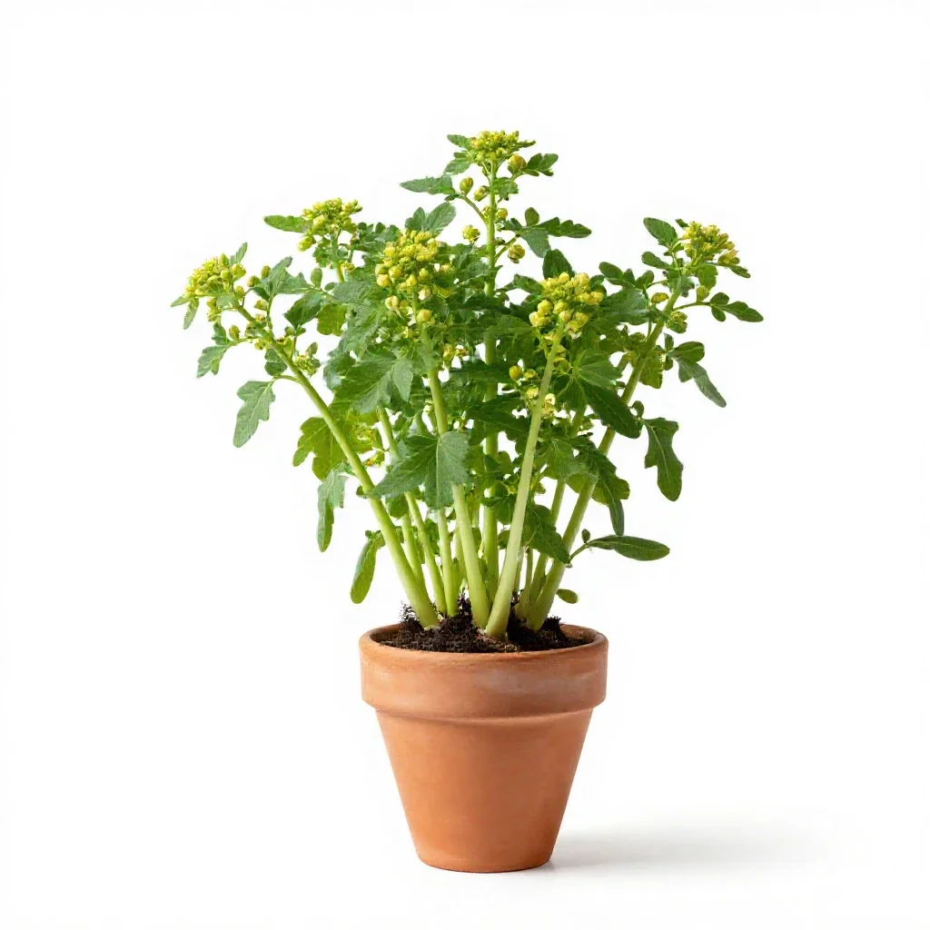 Garlic mustard isolated on a white background
