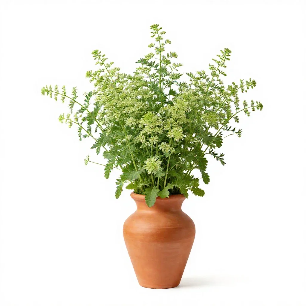 Goosefoot isolated on a white background