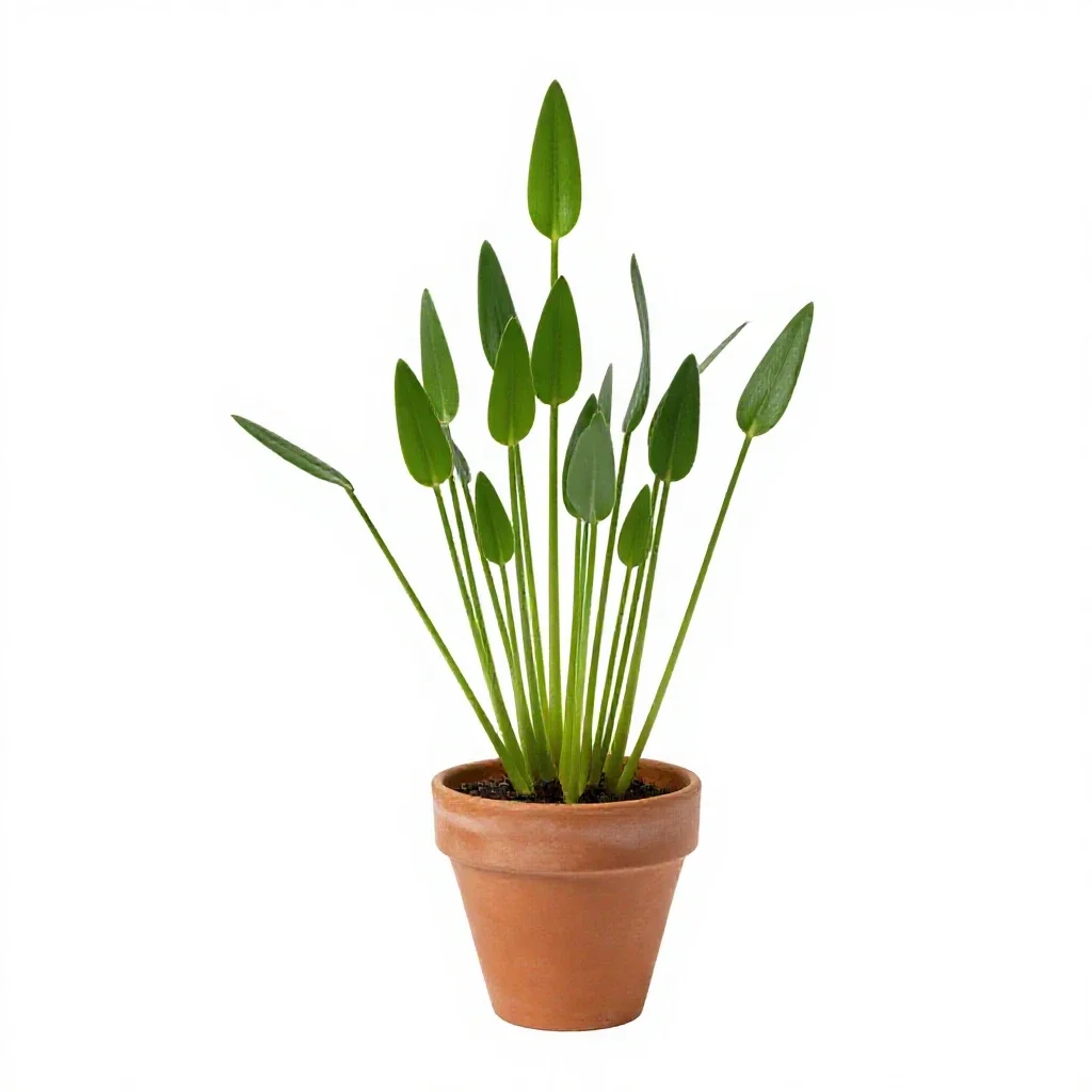 Greater spearwort isolated on a white background